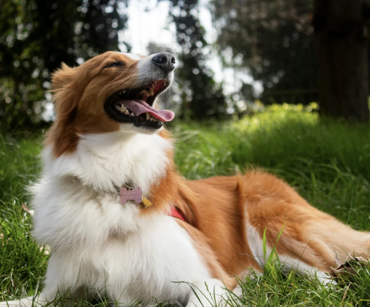 `Imagen 0 de Escapada con mascota
