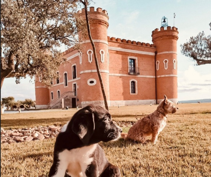 Imagen del pack Escapada con perro incluido, en un precioso castillo en Toro