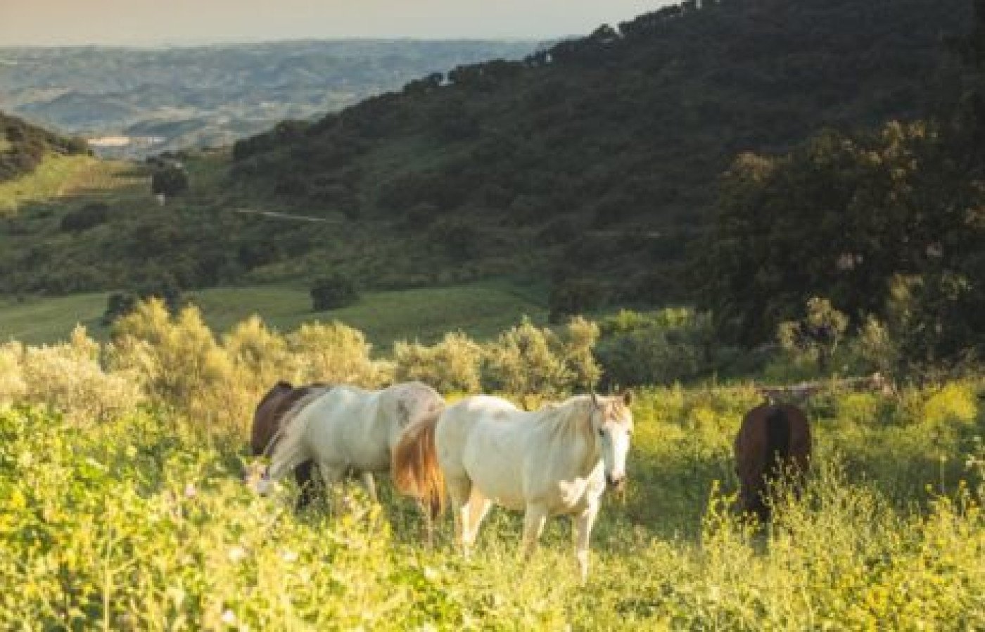 `Imagen 10 de Dehesa Biodinámica