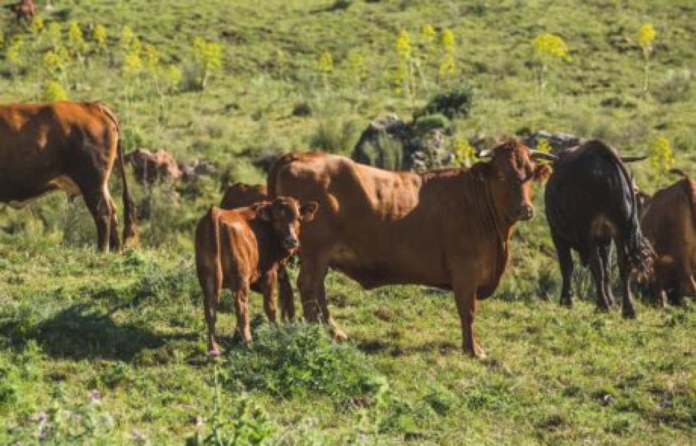 `Imagen 3 de Dehesa Biodinámica