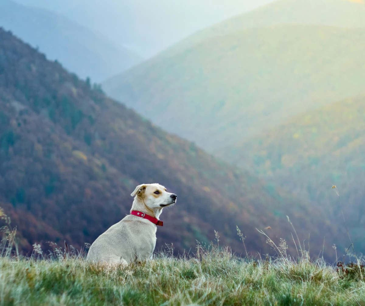 `Imagen 0 de Escapada con Mascota en una preciosa cabaña