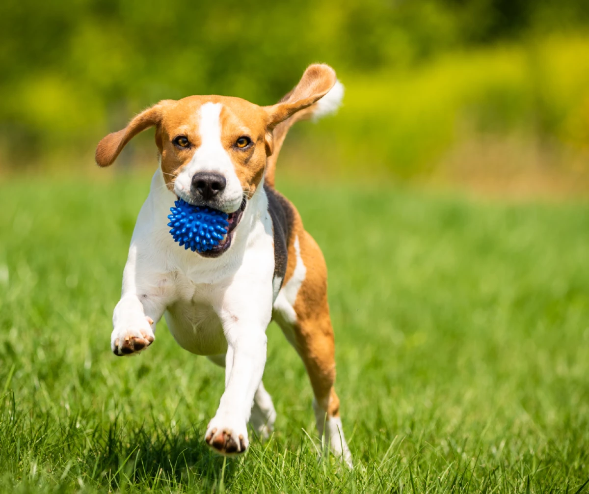 `Imagen 0 de Escapada con Mascota en Camprodón
