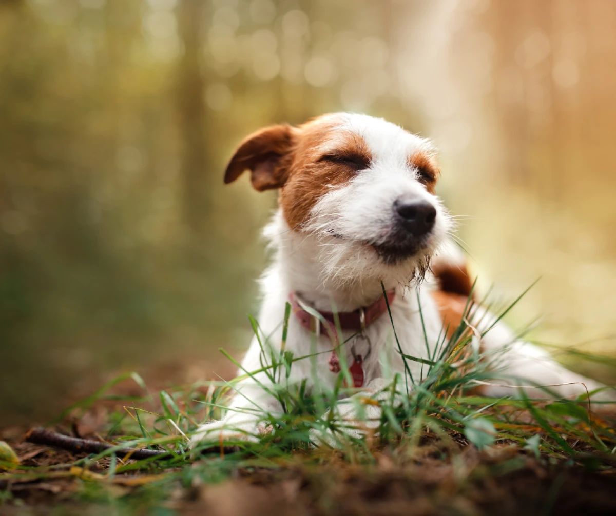`Imagen 0 de Escapada con Mascota Incluida