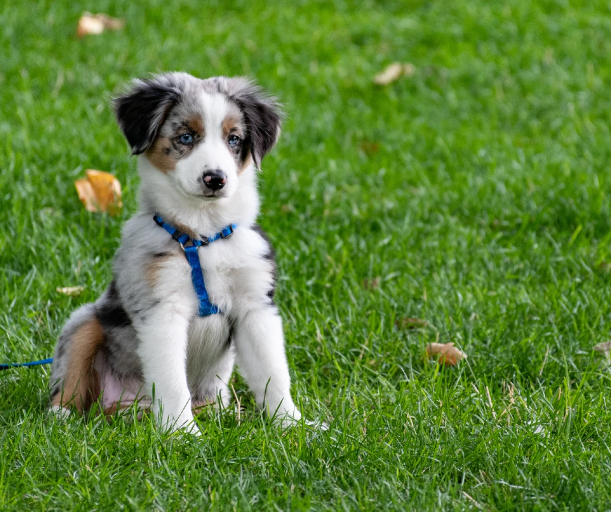 `Imagen 0 de Escapada con Mascota