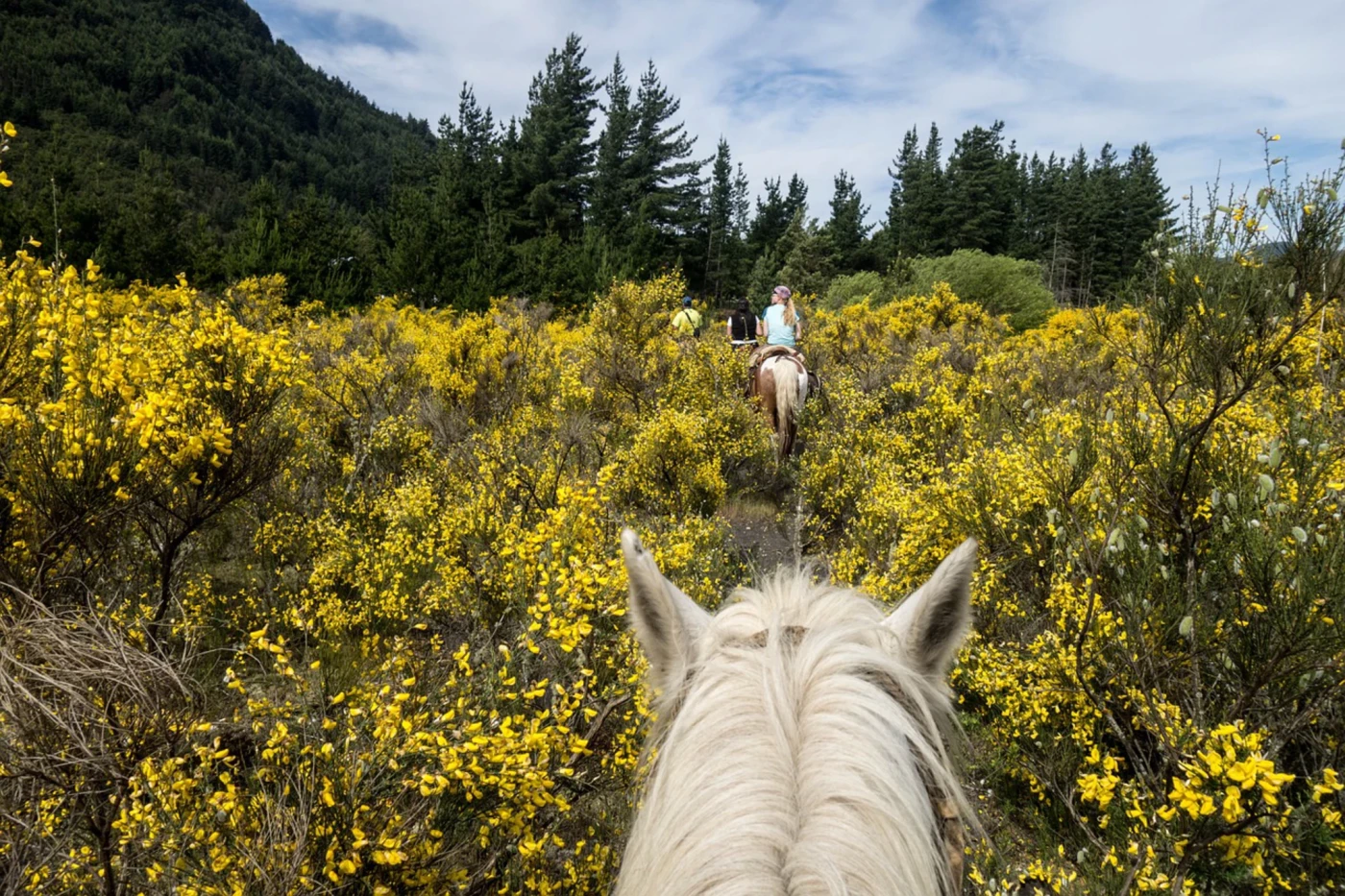 Imagen de Paseo a Caballo