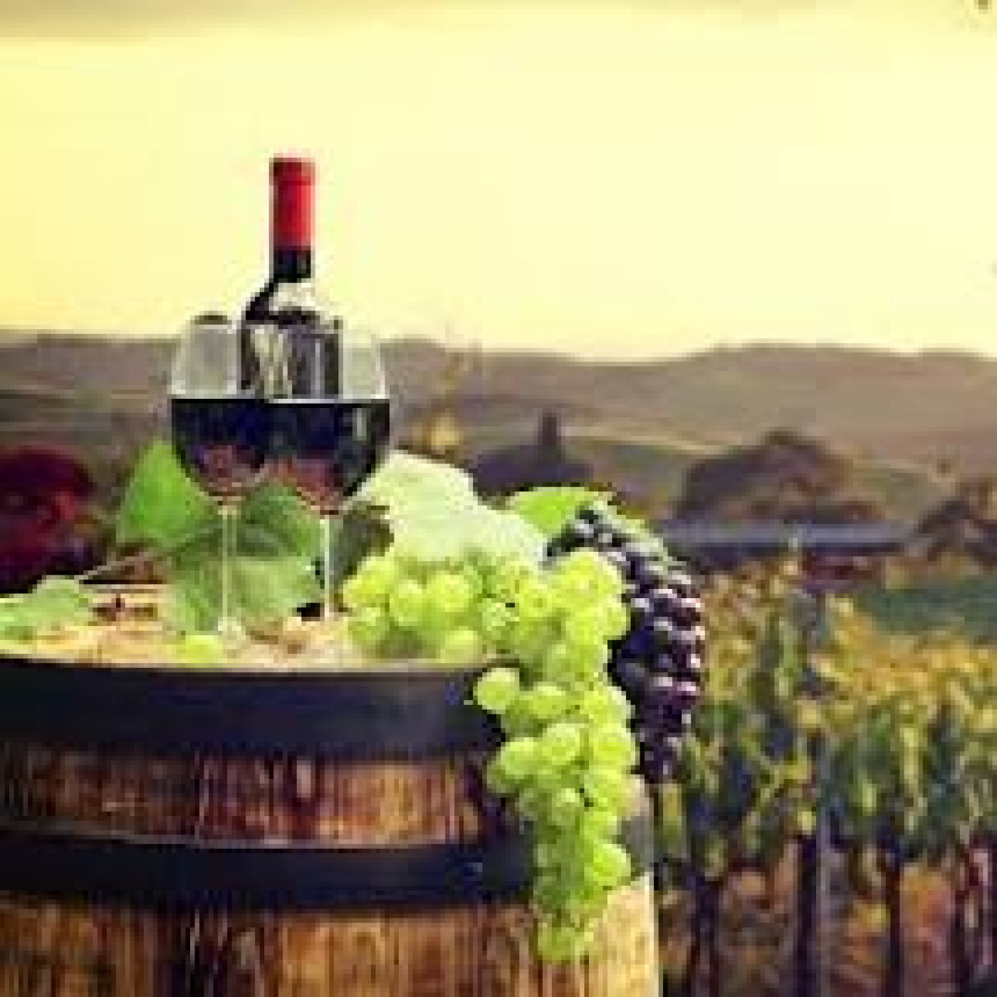 Imagen de Visita bodega y cata de vinos