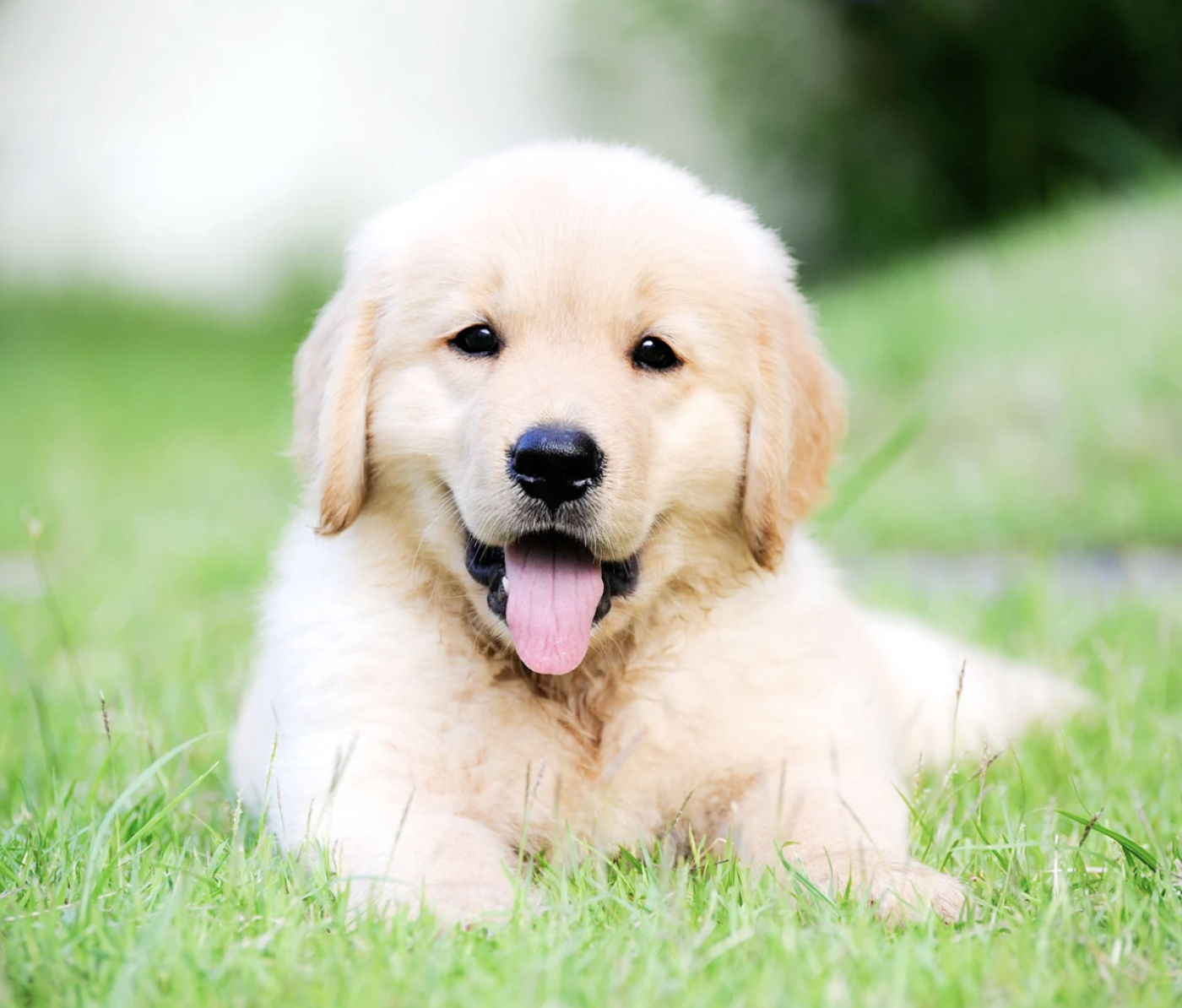 Imagen de Mascota