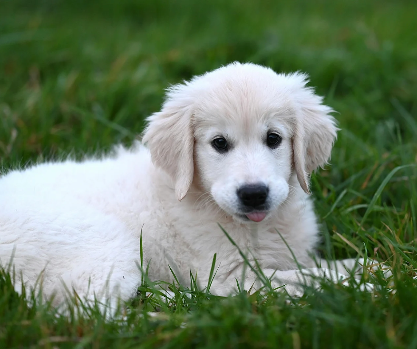 Imagen de Mascota