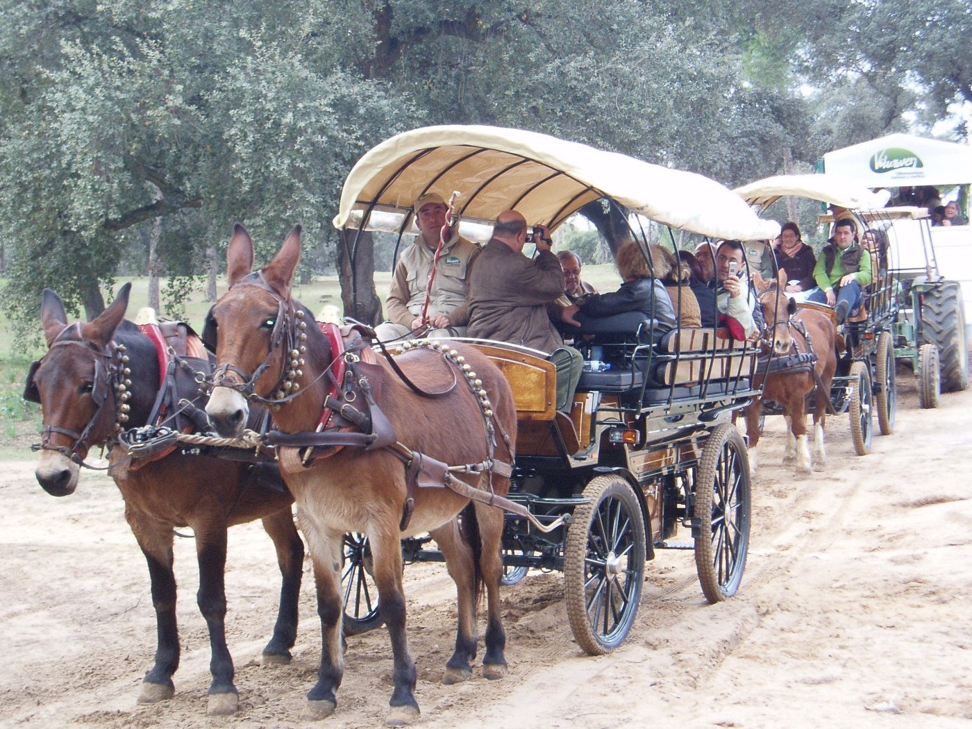 Imagen del servicio Paseo en Coche de Caballos